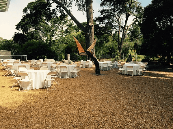 Round tables and white folding chairs set on wood chips beneath tall trees in the East Garden at the California Academy of Sciences