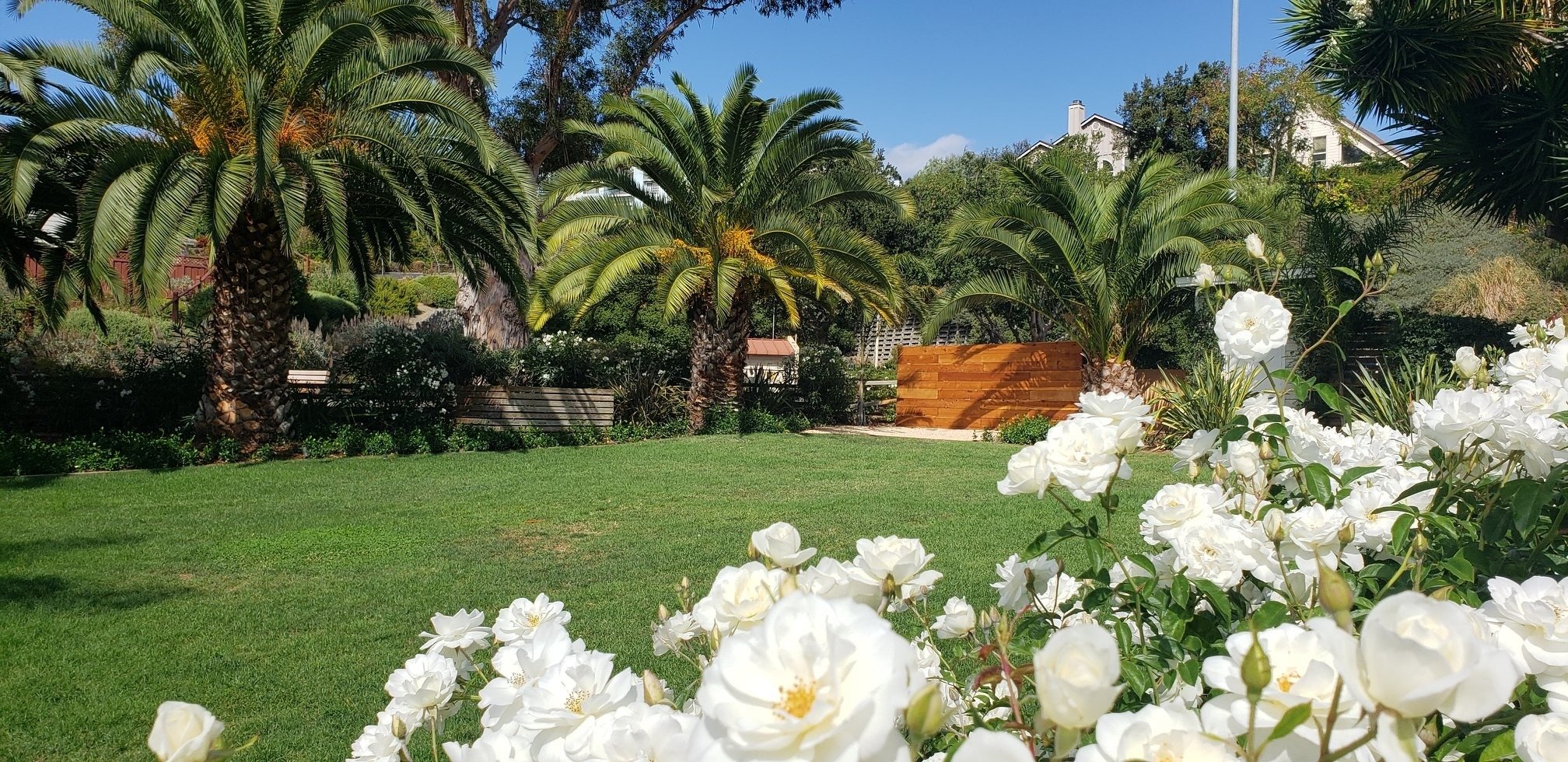 Lawn at Glen Cove Marina framed by palm trees, with a wooden screen wall and white roses in the foreground