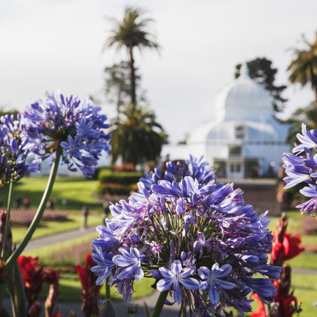 The white glass dome of the Conservatory of Flowers behind purple agapanthus in Golden Gate Park