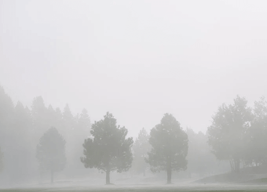 Row of pine trees fading into thick fog over an open lawn