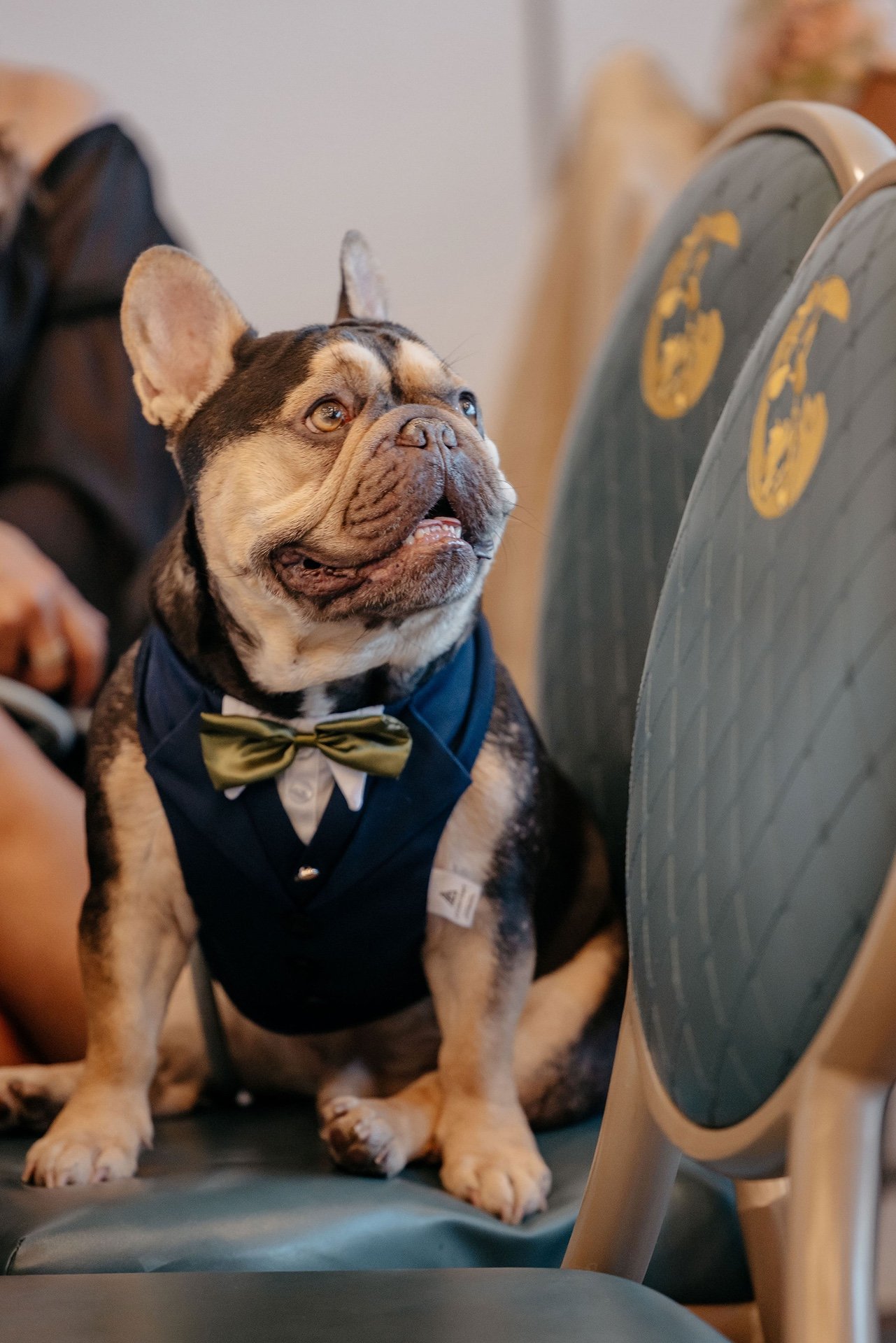 A black and tan French bulldog in a navy suit vest and green bow tie sits on a teal chair at the ceremony