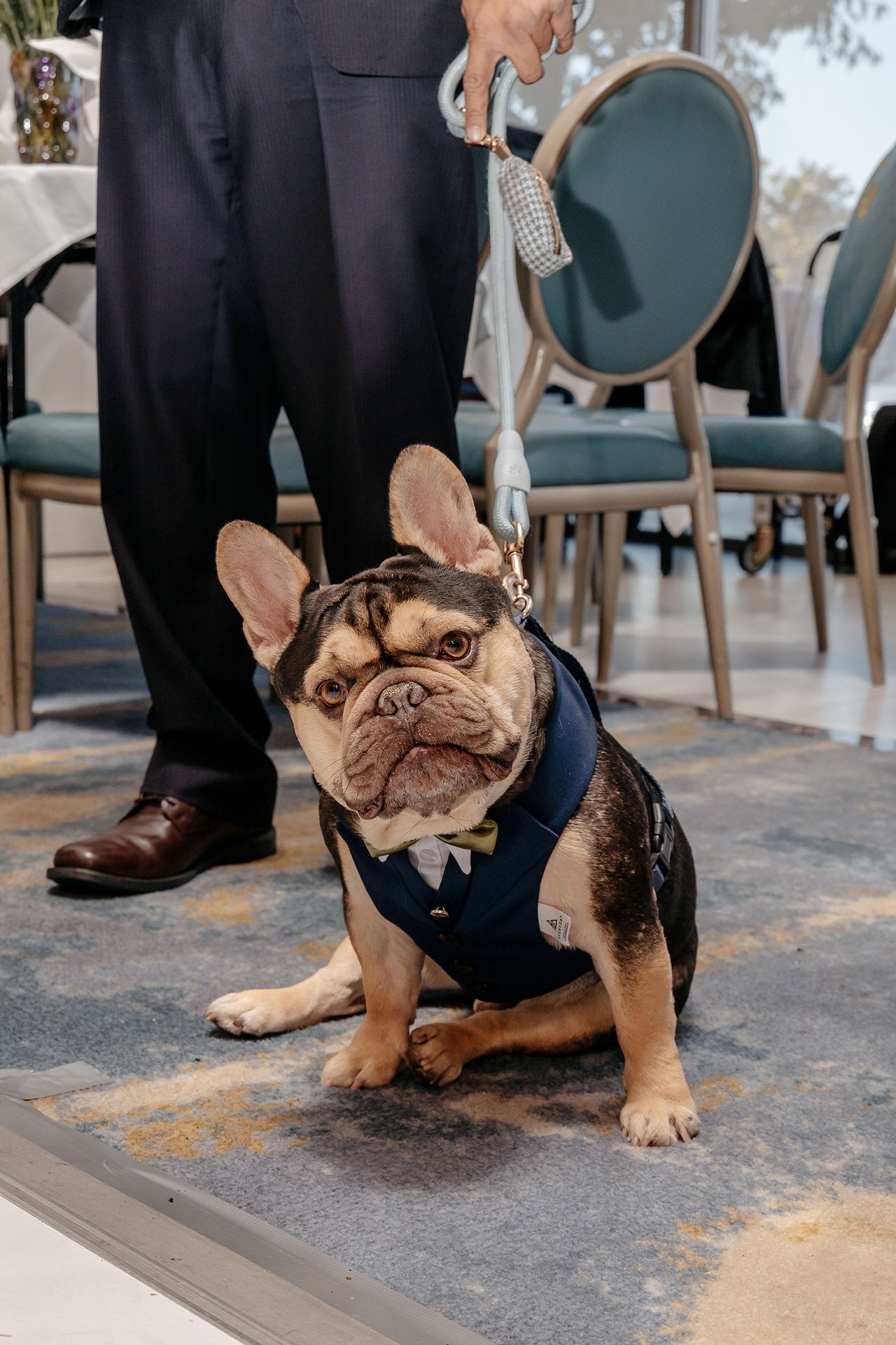 A black and tan French bulldog in a navy suit vest and green bow tie sits on a leash on the reception room carpet